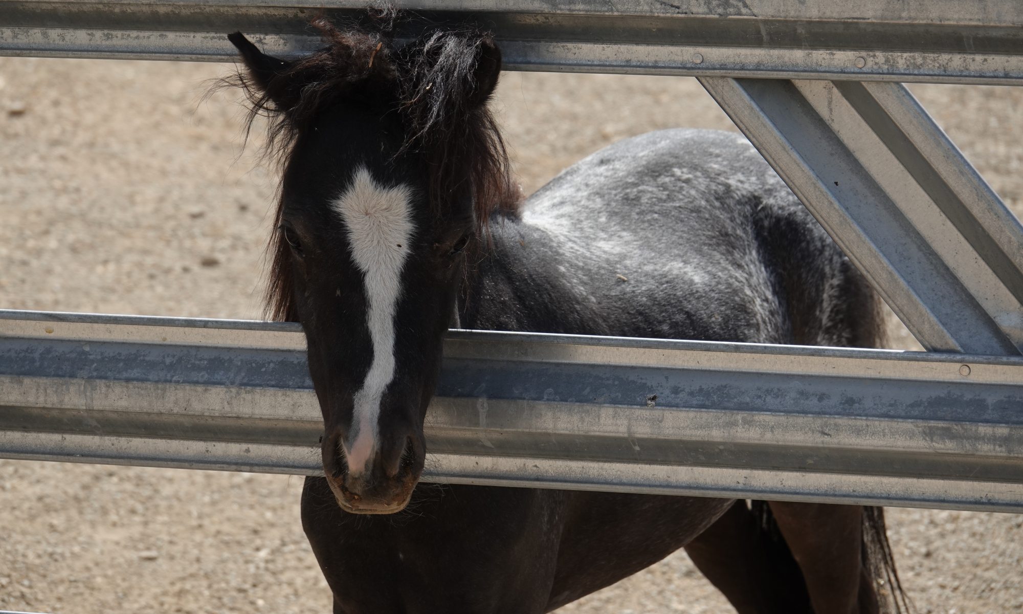 therapy horses, emotional support animals, equine therapy