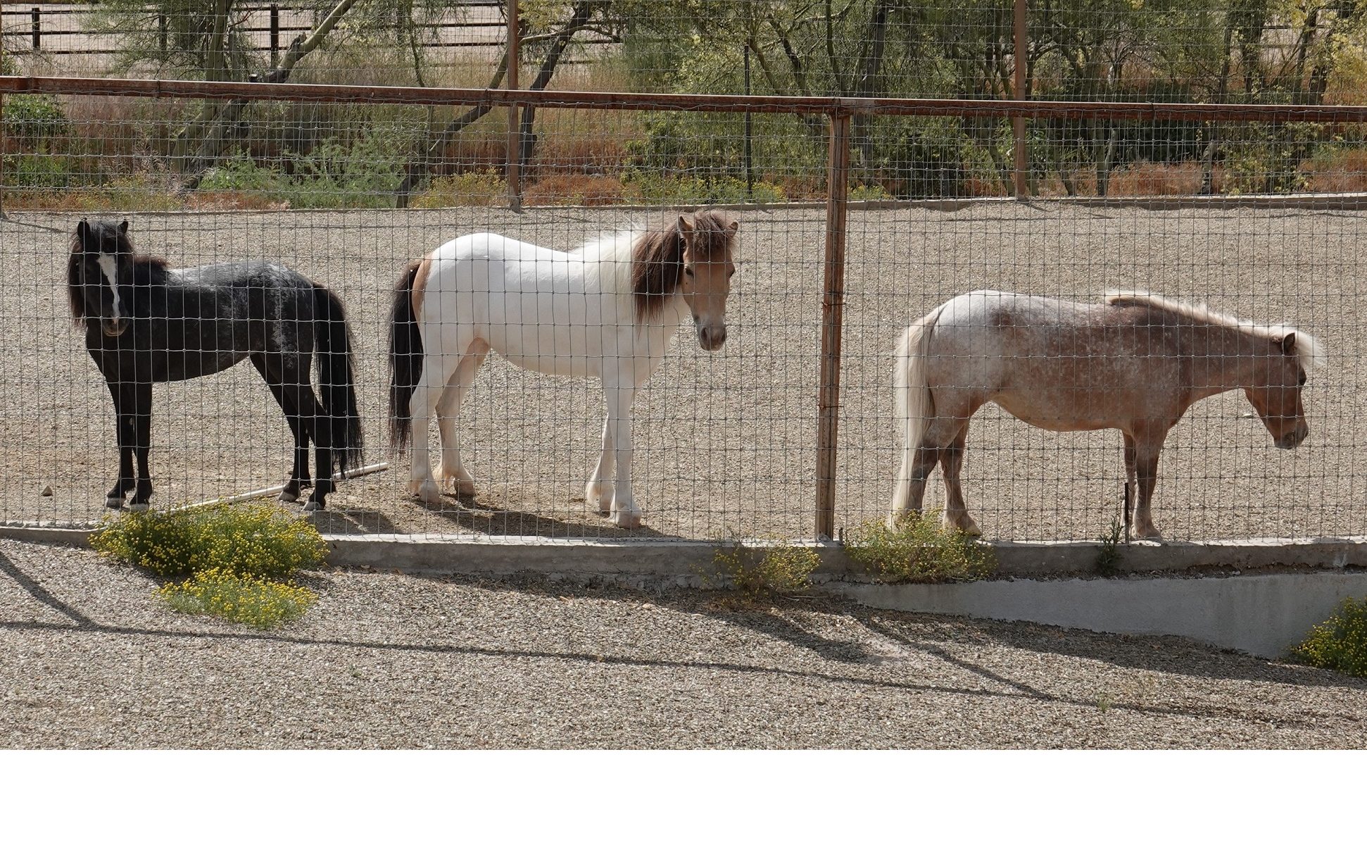 therapy horses, emotional support animals, equine assisted therapy