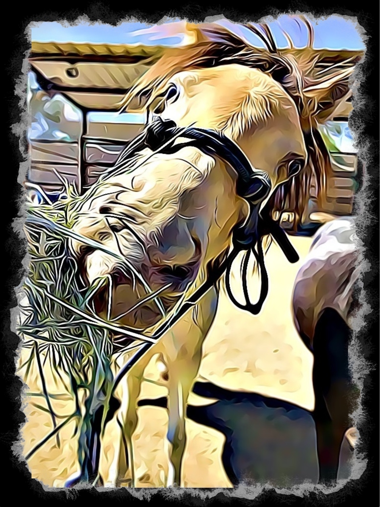 therapy horse, equine assisted therapy, emotional support animal