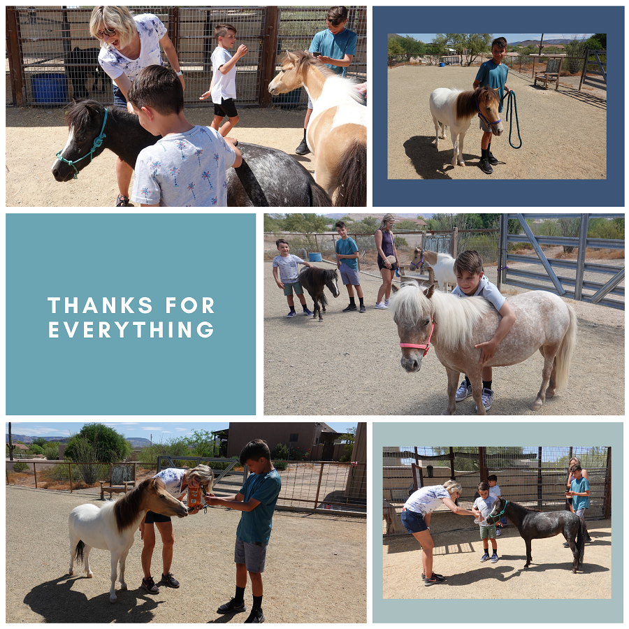 therapy horses, equine-assisted therapy, emotional support