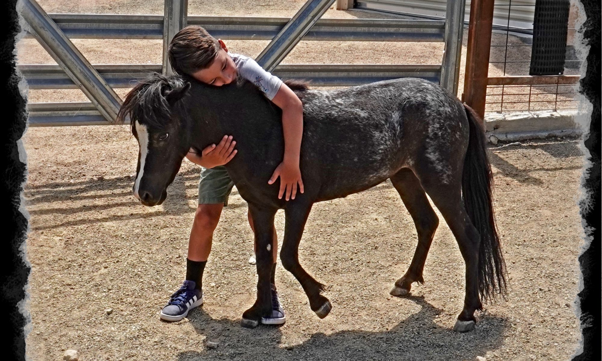 Therapy horse, equine assisted therapy, emotional support