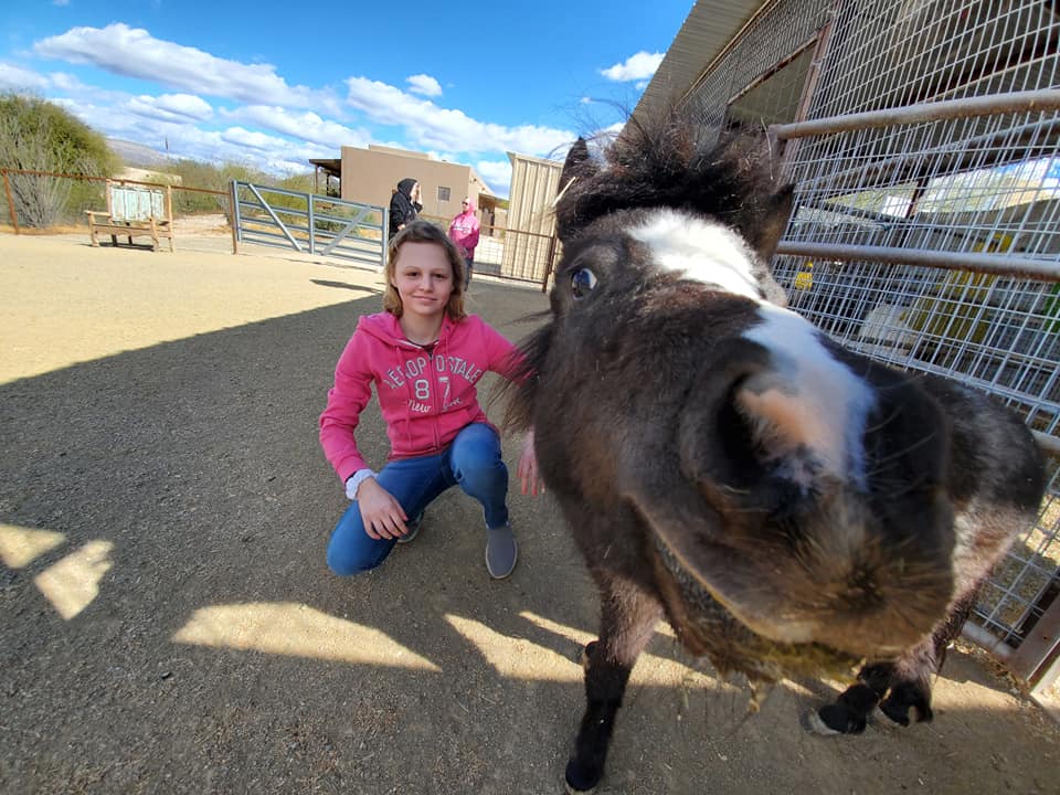 mini magic therapy horses