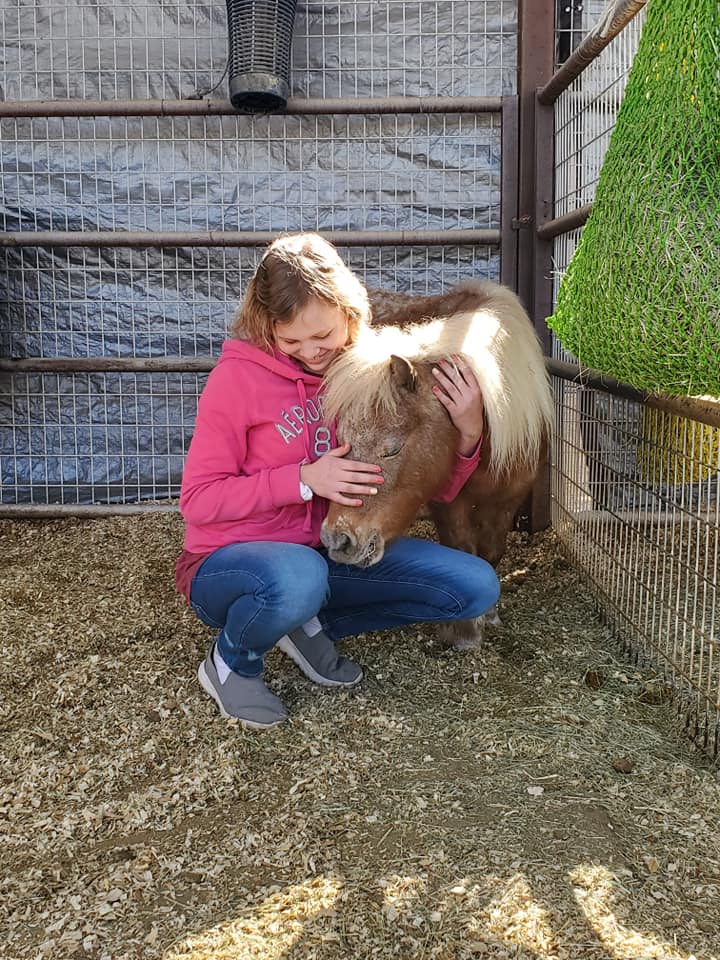 Therapy horses, emotional support